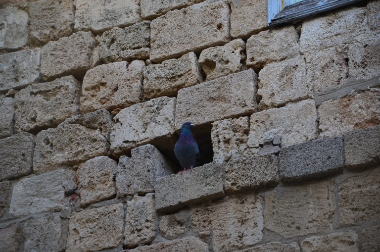 DSC_7094